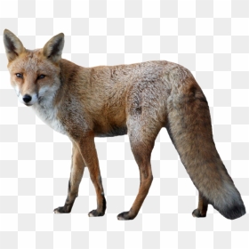 Red Fox Png Picture - Fox Png, Transparent Png - red fox png