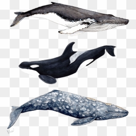 Humpback Whale Grey Whale, HD Png Download - humpback whale png