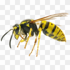 Yellow Jacket Wasp , Png Download - Differences Between Bee Wasp And Hornet, Transparent Png - yellow jacket png