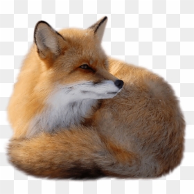 Thumb Image - Fox Png, Transparent Png - red fox png