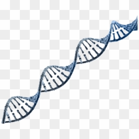 Transparent Background Dna Strand Transparent, HD Png Download - paintings png