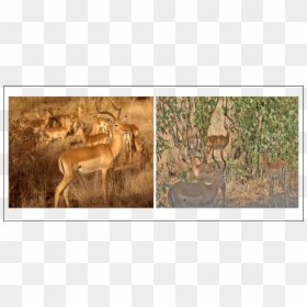 Öküz Başlı Antilop, HD Png Download - impala png