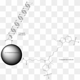 Dna Dendrimer Conjugate, HD Png Download - gene png