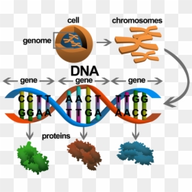 Gene In Dna, HD Png Download - gene png