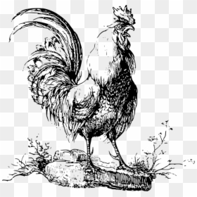 Hahn Zeichnung, HD Png Download - chicken vector png