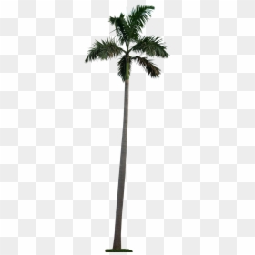 Long Palm Tree Png, Transparent Png - png cutouts