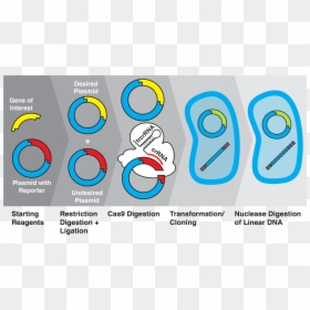 Ligation Transformation, HD Png Download - gene png