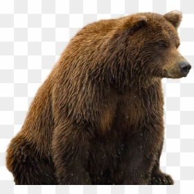 Bear Png Free Images - Brown Bear Transparent Background, Png Download - standing bear png