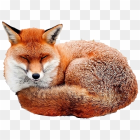 Red Fox Desktop Wallpaper Image Illustration - Red Fox Vs Red Panda, HD Png Download - red fox png