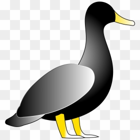 American Black Duck, HD Png Download - duck clipart png