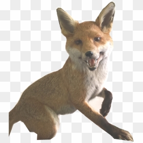 Transparent Fox Png - Red Fox, Png Download - red fox png