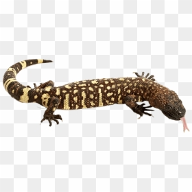Transparent Gecko Cheeky - Lizard With Transparent Background, HD Png Download - geico gecko png
