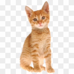 Cute Puppy, HD Png Download - orange cat png