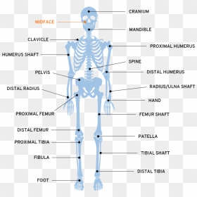 Map - Shaft Body Part, HD Png Download - skeleton arm png