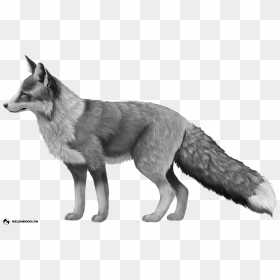 Platinum-colored Red Fox - Silver Fox Transparent, HD Png Download - red fox png