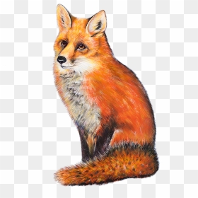 Red Fox Cottage - The Red Fox, HD Png Download - red fox png