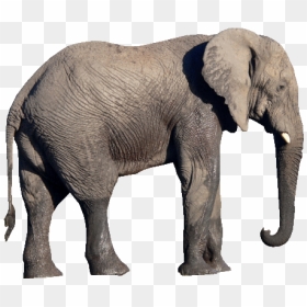 Indian Elephant Png - Elephant Images Png, Transparent Png - circus elephant png