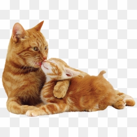 Orange European Shorthair Cat, HD Png Download - orange cat png