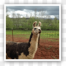 Img 2026 - Llama, HD Png Download - llamas png