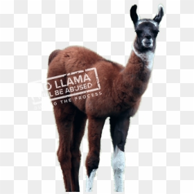 Winamp Llama, HD Png Download - llamas png