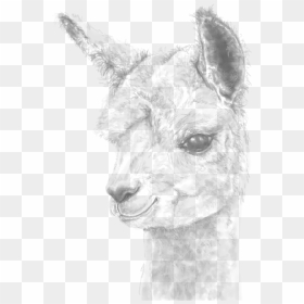 Llama, HD Png Download - llamas png