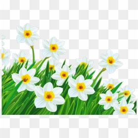 Transparent Spring Cliparts - Transparent Background Daffodils Clipart, HD Png Download - spring clipart png