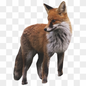 Fox Standing Png Image - Animal Gray Fox Png, Transparent Png - red fox png