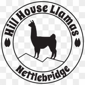 Hill House Llamas - Llama, HD Png Download - llamas png