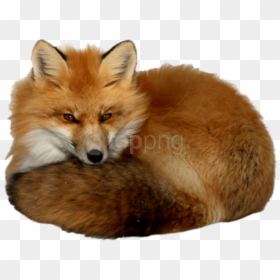 Free Png Download Fox Png Images Background Png Images - Transparent Background Red Fox Png, Png Download - red fox png