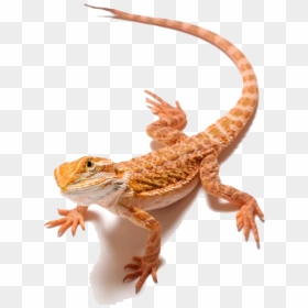Bearded Dragon Png Clipart - Clipart Bearded Dragon Transparent Background, Png Download - bearded dragon png