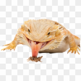 Bearded Dragon Defense , Png Download - Long Do Bearded Dragons Live, Transparent Png - bearded dragon png