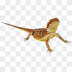 Bearded Dragon , Png Download - Bearded Dragons, Transparent Png - bearded dragon png