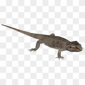 Central Bearded Dragon - Bearded Dragons, HD Png Download - bearded dragon png