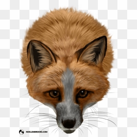 Pet Fox Cases - Silver Fox, HD Png Download - red fox png
