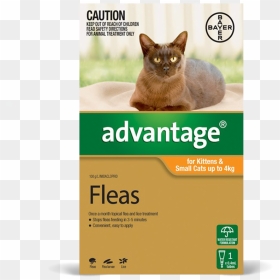 Main Product Photo - Advantage For Cats Under 4kg, HD Png Download - orange cat png