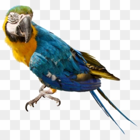 Parrot Transparent Png Clipart , Png Download - Parrot Png Transparent, Png Download - parakeet png