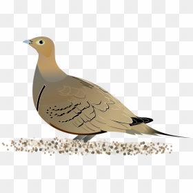 Christian Dove Clipart - Sandgrouse Diagram, HD Png Download - christian dove png