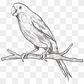 Parrot Bird Parakeet Sketch - Parrot Png Black And White, Transparent Png - parakeet png
