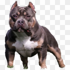 Bully Png Page - American Bully Dog Png, Transparent Png - pitbull silhouette png