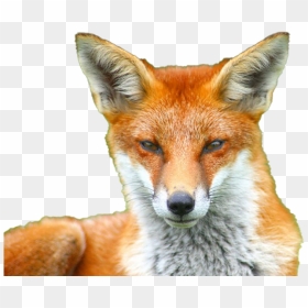 Fox Transparent Images - Transparent Background Fox Png, Png Download - red fox png