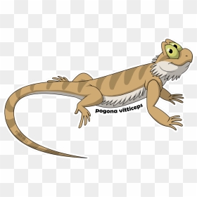 Transparent Bearded Dragon Png - Lizard, Png Download - bearded dragon png
