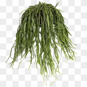 Mistletoe Cactus - Grass, HD Png Download - hanging mistletoe png