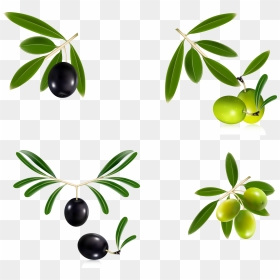 15 Olive Branch Wreath Png For Free Download On Mbtskoudsalg - Olive Oil Bottle Sticker, Transparent Png - olive branch vector png