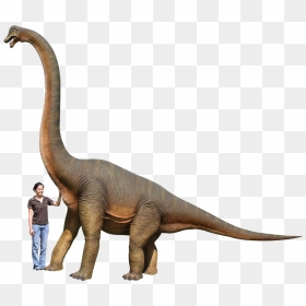 Dinosaur Brachiosaurus Hd , Png Download - Dinosaur Height And Weight, Transparent Png - brachiosaurus png