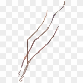 Vector Graphics , Png Download - 樹枝 素材 水彩, Transparent Png - olive branch vector png