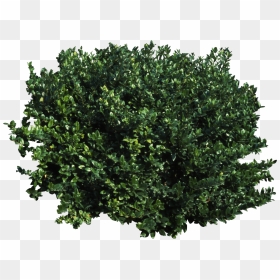 Tree Shrub Transparency And Translucency Clip Art - Shrubs Transparent Background, HD Png Download - tree bush png
