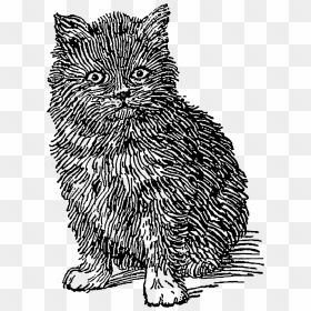 Transparent Cat Illustration Vintage, HD Png Download - cat drawing png