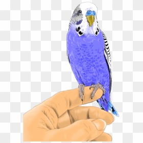 Parakeet , Png Download - Macaw, Transparent Png - parakeet png