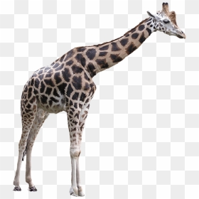 Giraffe Large - Giraffe Transparent Background, HD Png Download - baby giraffe png
