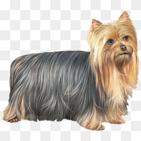 Cute Yorkshire Terrier Dog Png Free Download - Yorkshire Terrier Png, Transparent Png - yorkie png